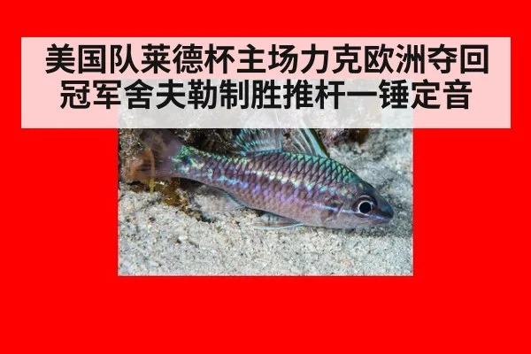 美国队莱德杯主场力克欧洲夺回冠军舍夫勒制胜推杆一锤定音